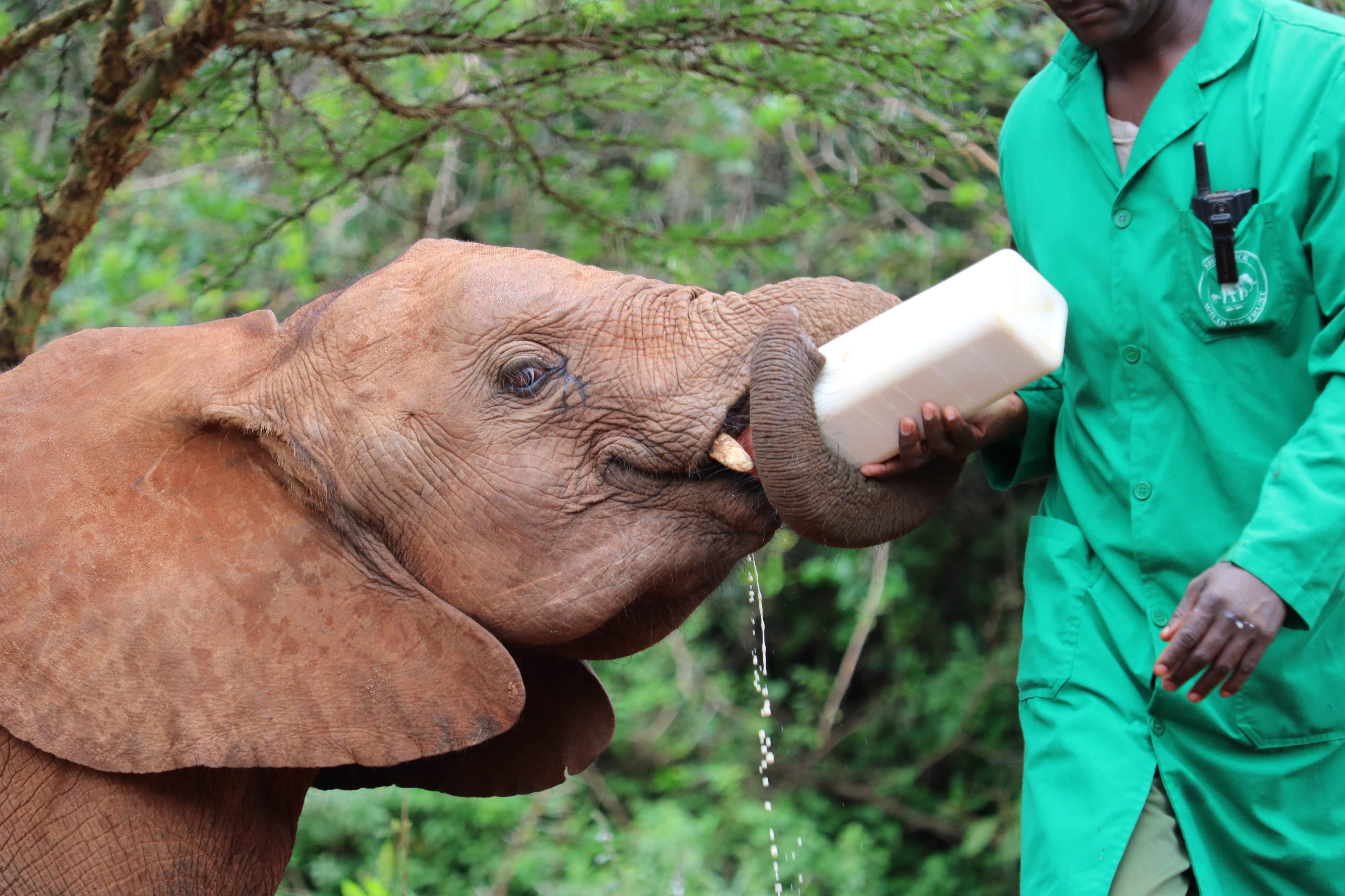 Visit the David Sheldrick Wildlife Trust