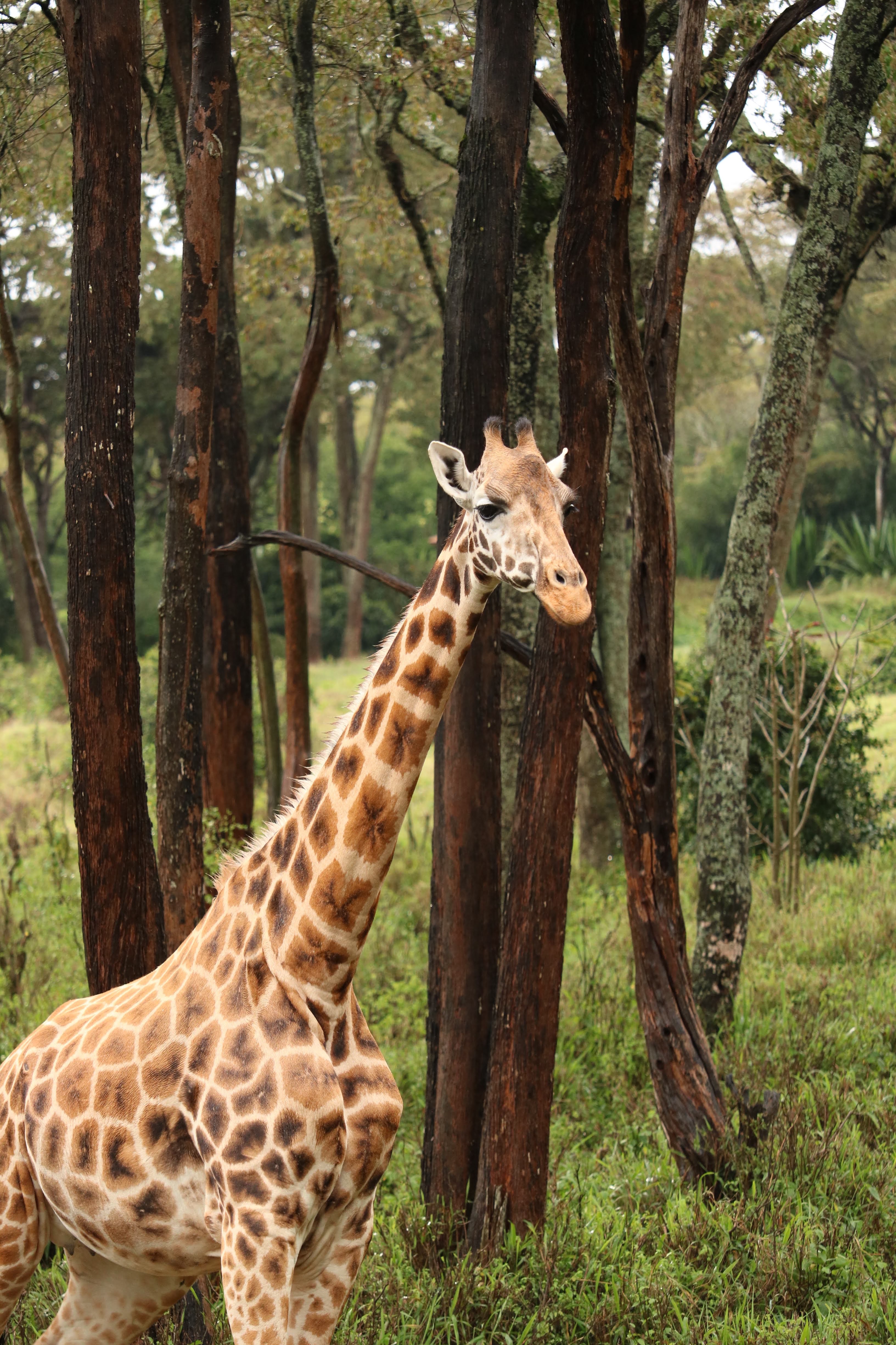 Visit the Giraffe Centre