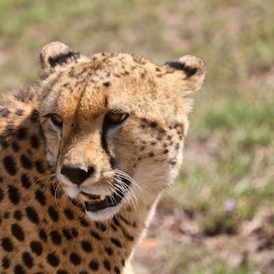 Photograph the Big 5 at the Maasai Mara Wildlife Reserve 