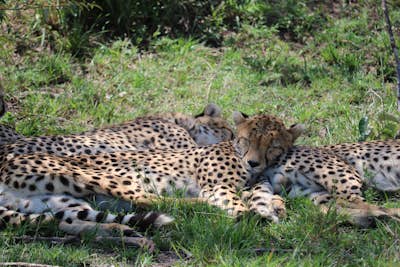 Photograph the Big 5 at the Maasai Mara Wildlife Reserve 