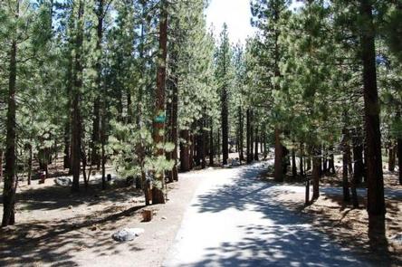 New Shady Rest Campground