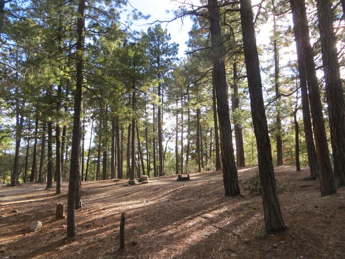 Showers Point Group Site