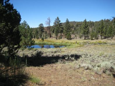 Juniper Springs Group Camp