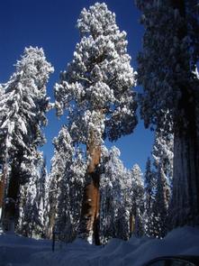 Lodgepole Campground Sequoia And Kings Canyon National Park