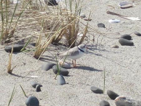 Camp Gateway   Sandy Hook