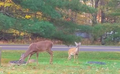 Julian Price Campground