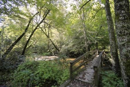 White Pine South Group Camp