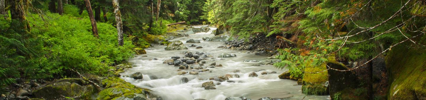 Ohanapecosh Group Campground