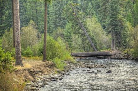 Cedar Springs Campground (Wa) 