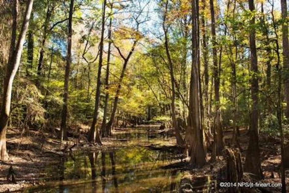 Congaree National Park Camping