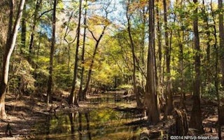 Congaree National Park Camping