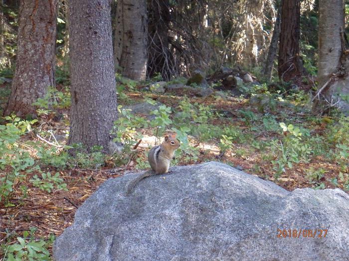 Lodgepole Campground (Wa)