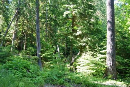 North Fork Elk Group Camp