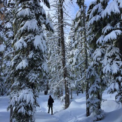 Snowshoe Pacific Crest Trail at White River West