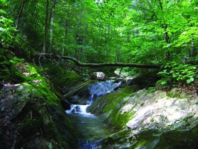 Chittenden Brook Campground