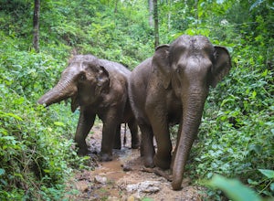 Visit BEES - Burm and Emily's Elephant Sanctuary