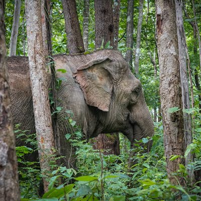 Visit BEES - Burm and Emily's Elephant Sanctuary