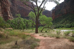 Zion National Park Bus stop 8
