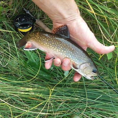 Fly Fish French Creek