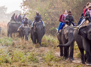 Get Wild on a Trip to India