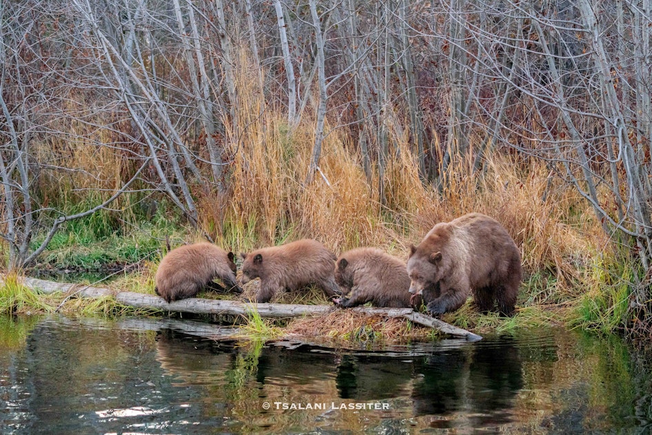 Photograph Black Bears at Taylor Creek, South Lake Tahoe, El Dorado