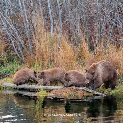 Photograph Black Bears at Taylor Creek, South Lake Tahoe