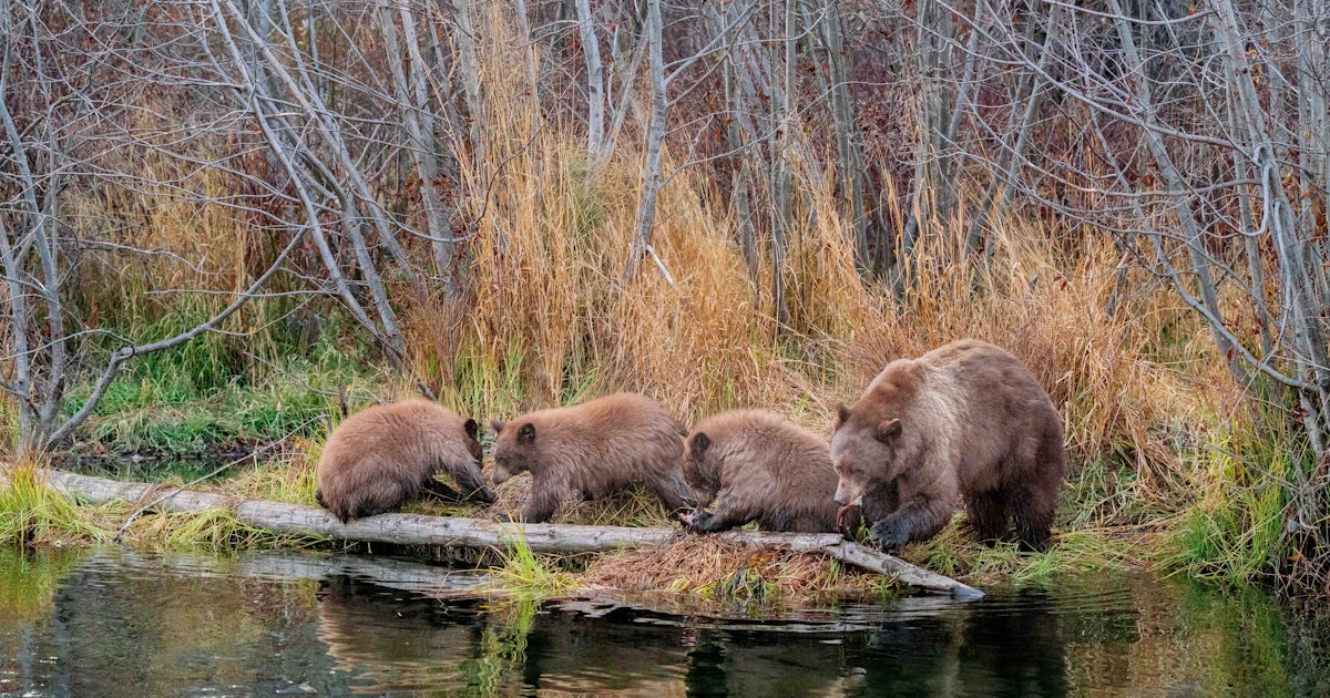 Photograph Black Bears at Taylor Creek, South Lake Tahoe, El Dorado County,  California