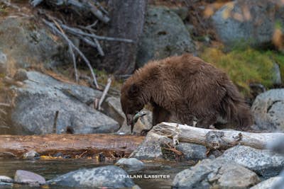 Photograph Black Bears at Taylor Creek, South Lake Tahoe