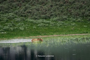 Photograph Grizzly Bears at Willow Flats Overlook