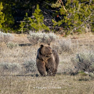 Photograph Grizzly Bears at Willow Flats Overlook