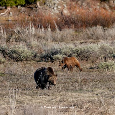 Photograph Grizzly Bears at Willow Flats Overlook