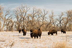 Photograph Bison at the Rocky Mountain National Arsenal Wildlife Refuge