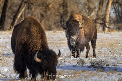 Photograph Bison at the Rocky Mountain National Arsenal Wildlife Refuge