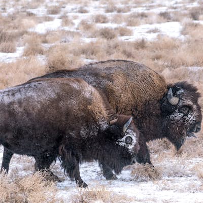 Photograph Bison at the Rocky Mountain National Arsenal Wildlife Refuge