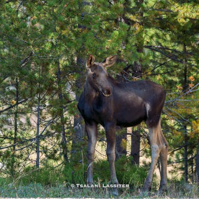 Photograph Moose in Rocky Mountain National Park