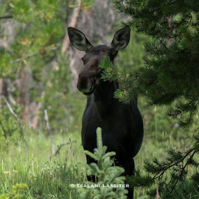 Photograph Moose in Rocky Mountain National Park