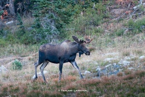 Photograph Moose in Rocky Mountain National Park