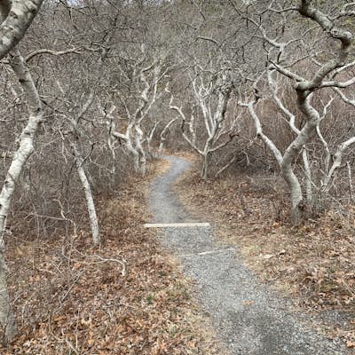Hike the Pamet Area Trail