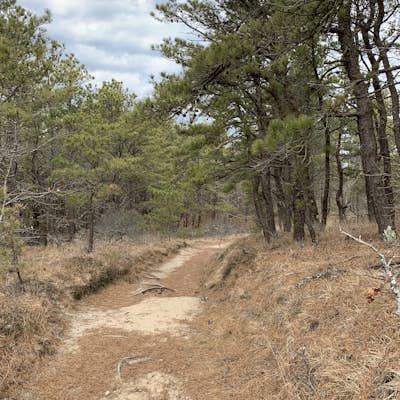 Hike the Pamet Area Trail