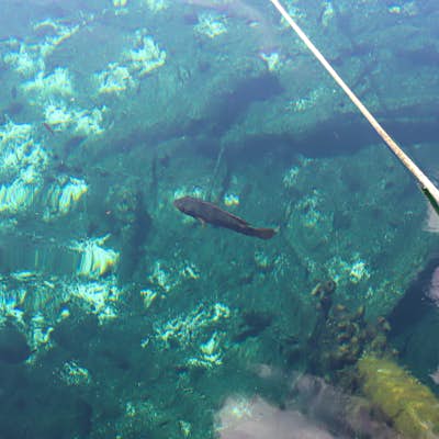 Swim in Cenote Cristal
