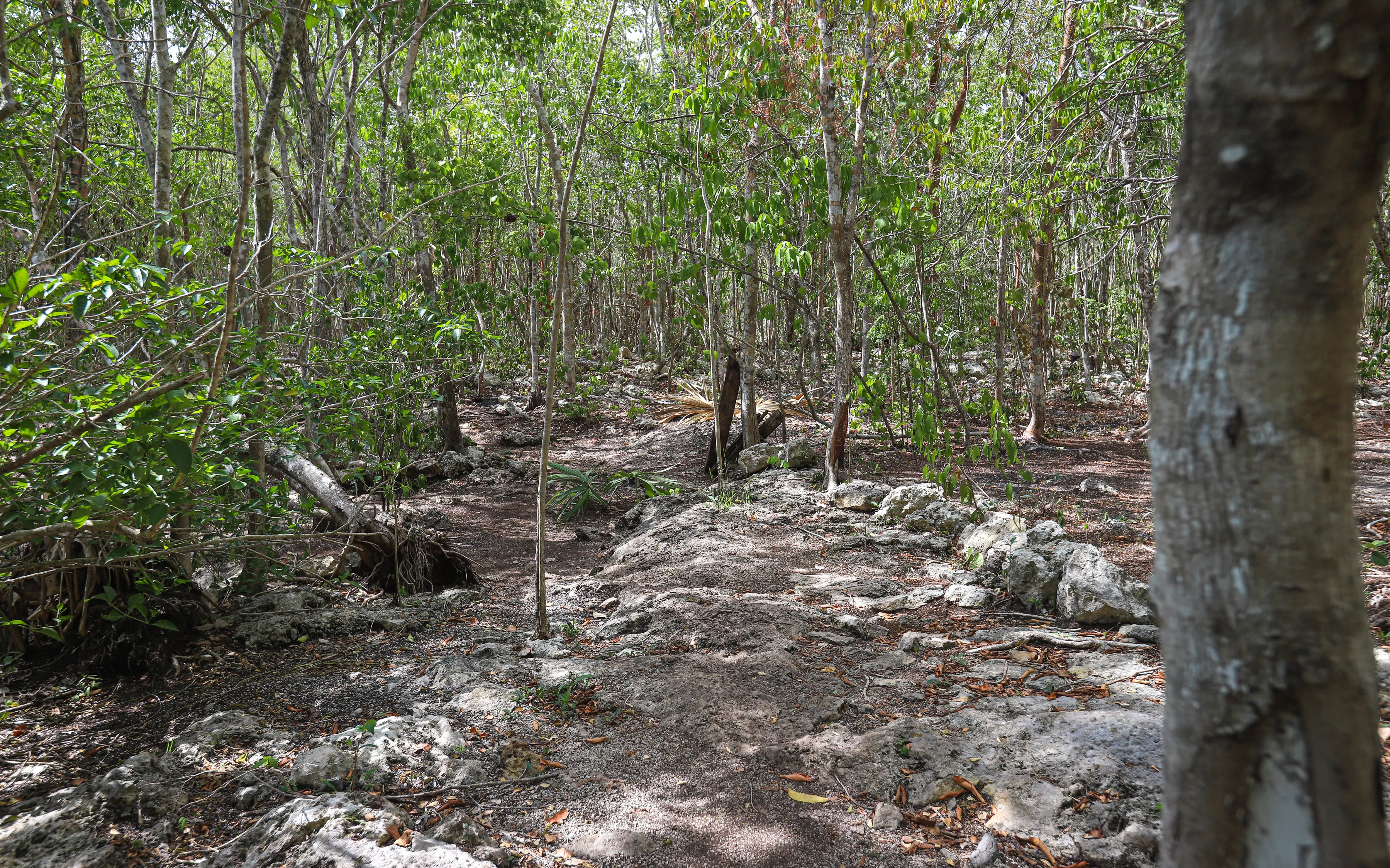 Swim in Cenote Car Wash