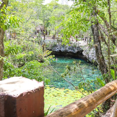 Swim in Cenote Nicte-Ha