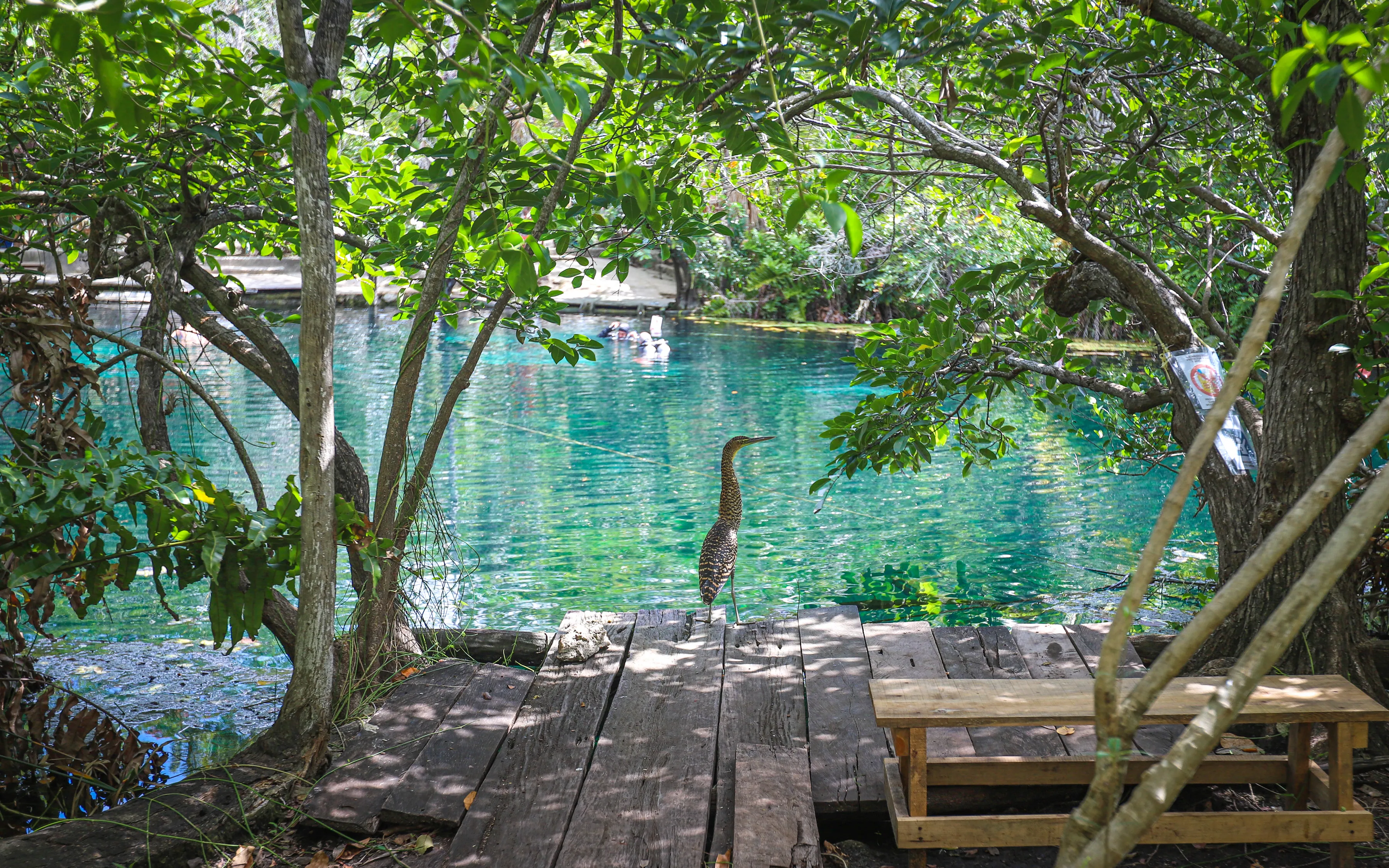 Swim in Cenote Car Wash