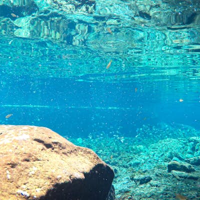 Swim in Cenote Nicte-Ha