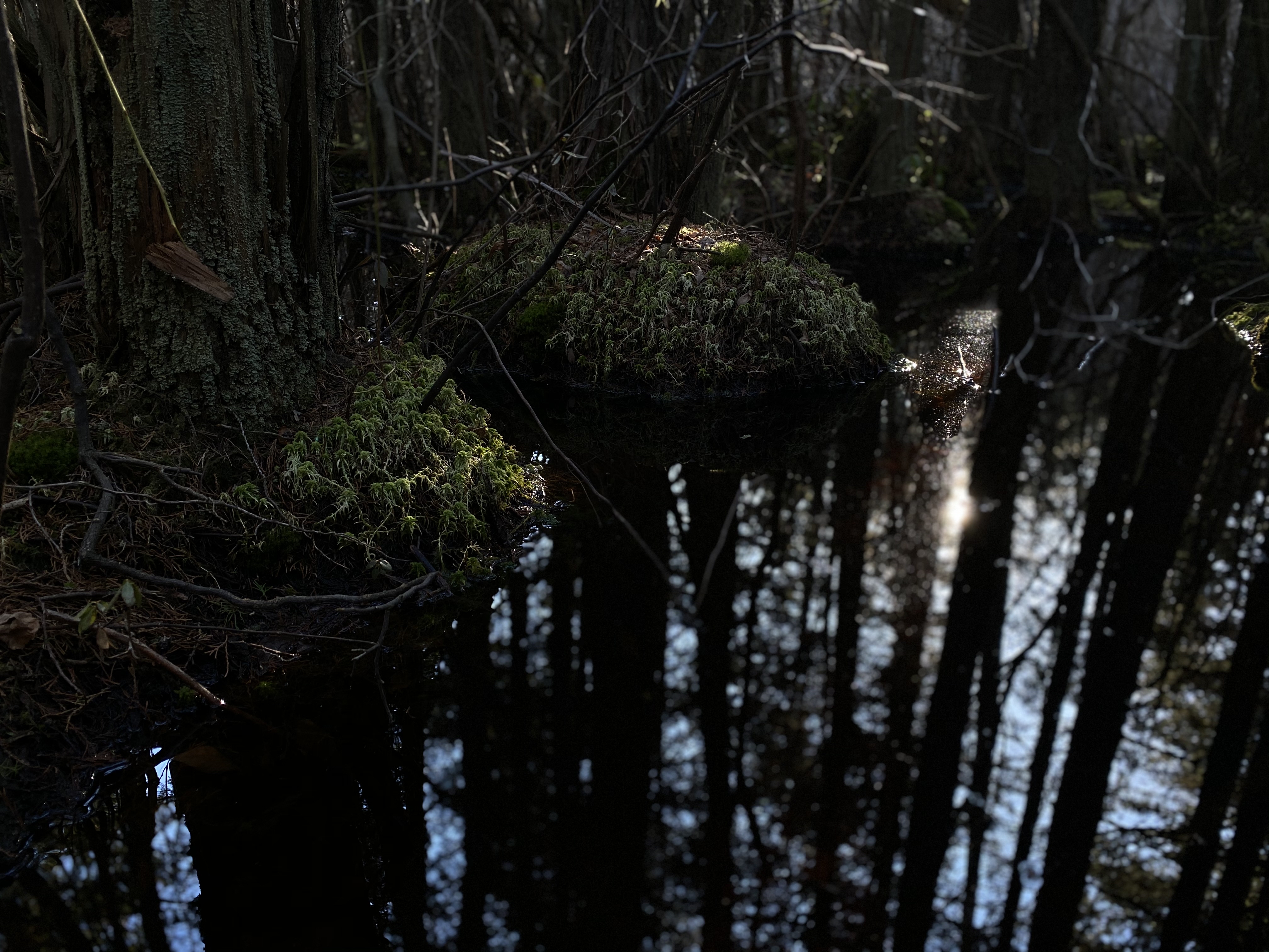 Hike the Ponkapoag Pond Trail