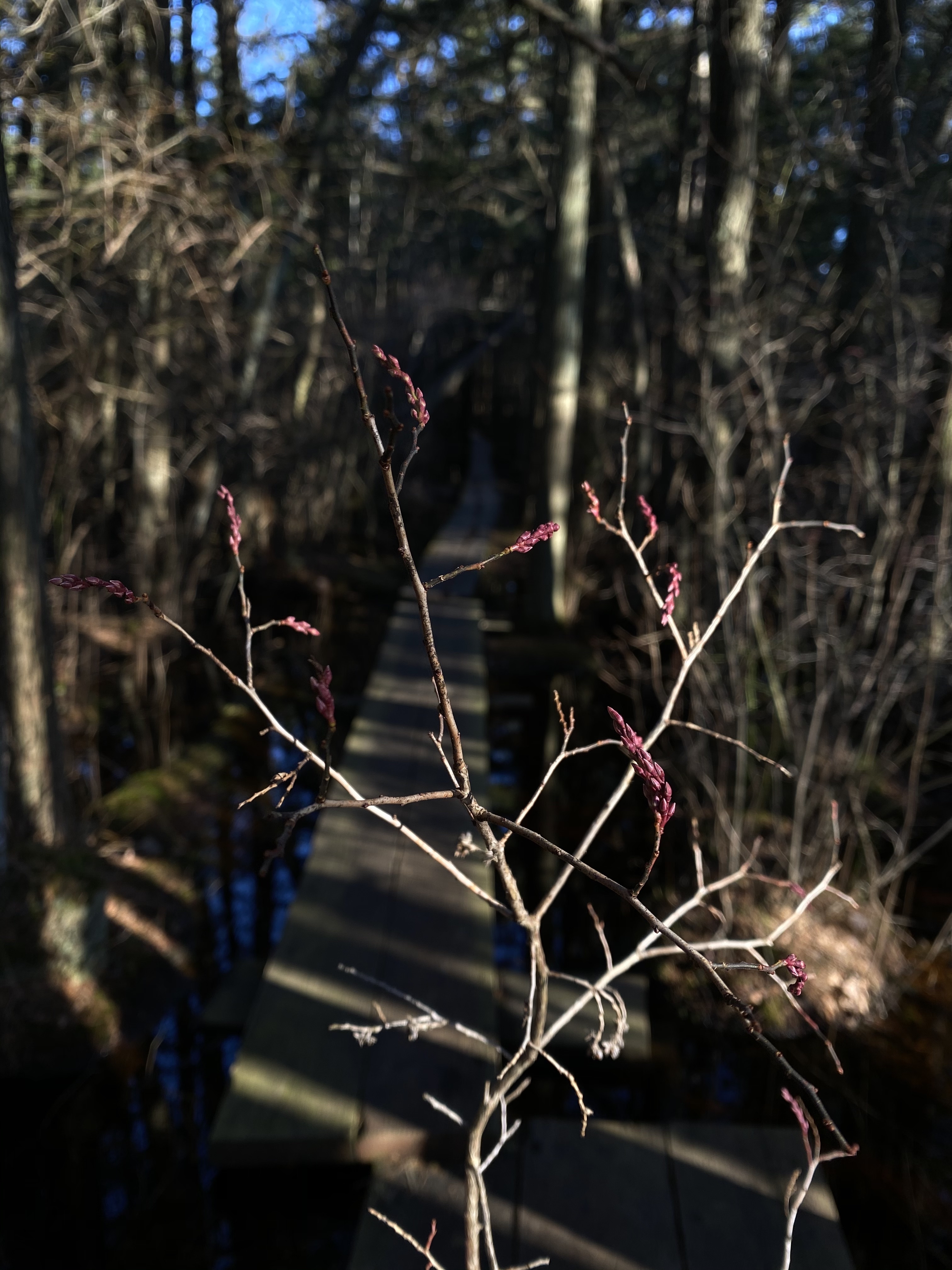 Hike the Ponkapoag Pond Trail