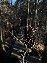 Hike the Ponkapoag Pond Trail