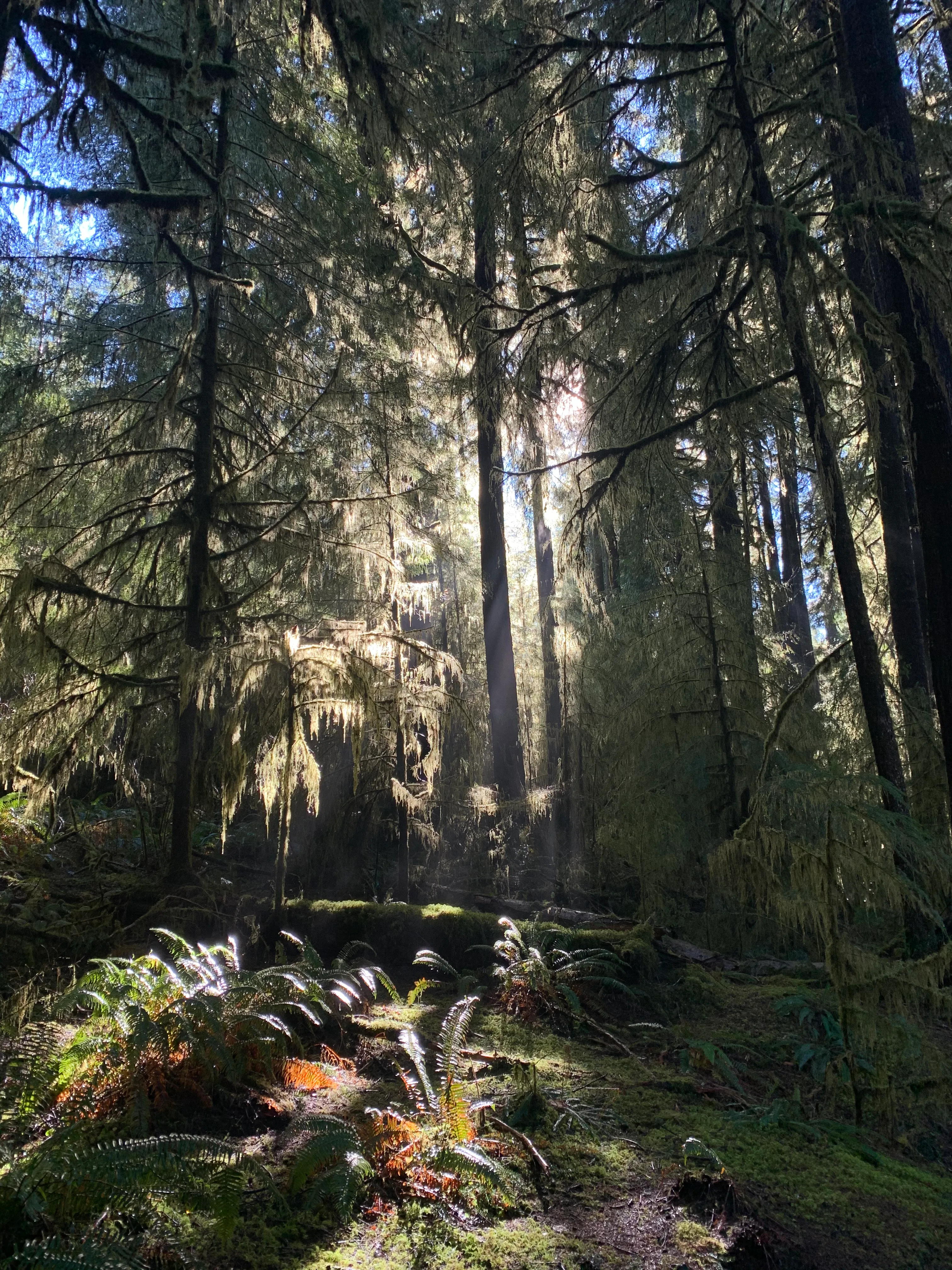 Drift Creek Falls