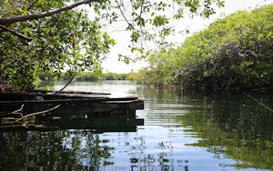 Swim in Cenote Encantado