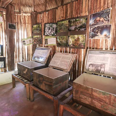 Explore Punta Laguna Monkey Reserve